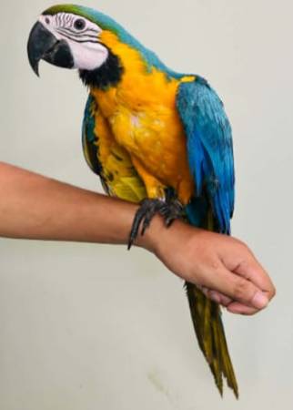 Bolivian Blue & Gold macaw 1