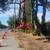 Emergency Tree Remove &TREE SERVICE 22 thumbnail