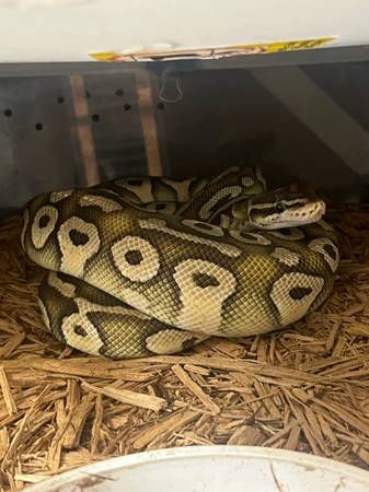 Male lesser ball python 2 years old 1