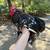 Chicks 18 thumbnail