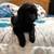 Goldendoodles 3 thumbnail