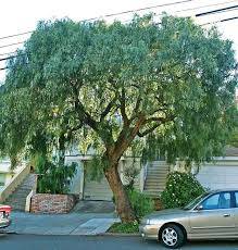 Mexican Pirul trees 1