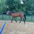 3 year old gelding 8 thumbnail