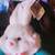 plush rabbit 2 thumbnail