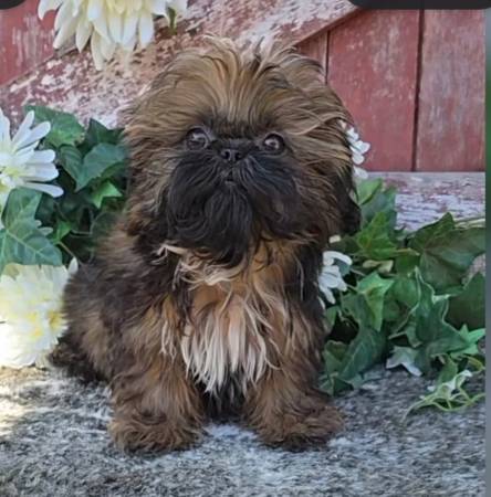 Shih Tzus578643118670499842