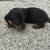 Mini Dachshund 6 thumbnail