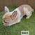 French bulldogs fluffy carrier 9 thumbnail