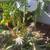 rare flowered fishbone cactus epiphyllum 3 thumbnail