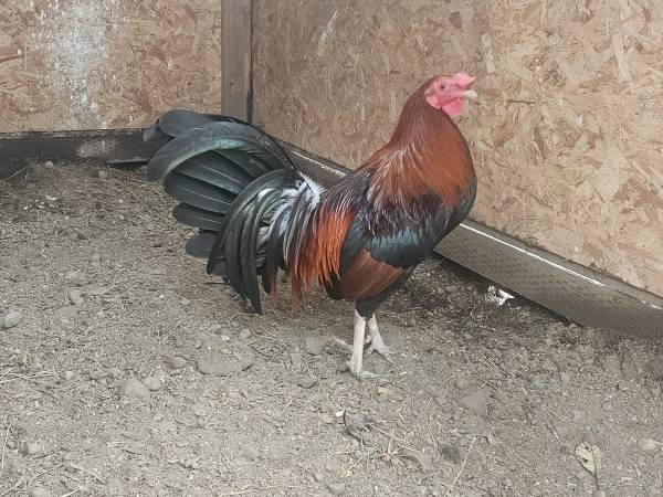Roosters and hens available 1