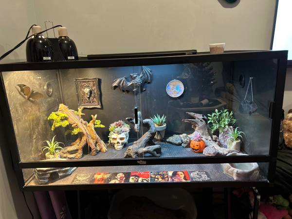 Translucent pied bearded dragon and Dubia enclosure 1