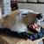 Polar Bear Skin Rug for Barter 3 thumbnail