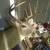 Vintage White Tail 10pt Deer Mount 1948 Taxidermy Ranch Decor 5 thumbnail