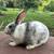 Tamuk Composite Rabbits 1 thumbnail
