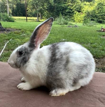 Tamuk Composite Rabbits 1