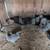 Barred rock chickens for sale 1 thumbnail