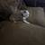 Boston terrier 2 thumbnail