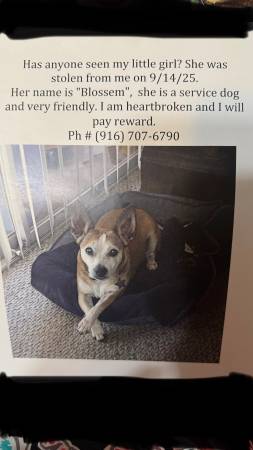 STOLEN DOG – HELP FIND BLOSSEM! (Sacramento)63919895040003120