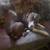 Husky Pitbull 2 years old 1 thumbnail