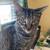 Male Tabby Cat Needs New Home 3 thumbnail