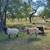 Awassi sheep fat tail rams 7 thumbnail