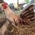 Pollos/Chickens 6 thumbnail
