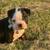 Boston Terrier Puppies 2 thumbnail
