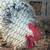 Hens/roosters for sale 12 thumbnail