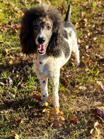 Female Standard Poodle528402150903654402