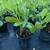 Clusia 1 Gallon 2 thumbnail
