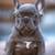 Blue Male Puppy French Bulldog 16 thumbnail