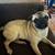 Pug 3 thumbnail
