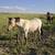 2yo Buckskin Roan colt horse 5 thumbnail