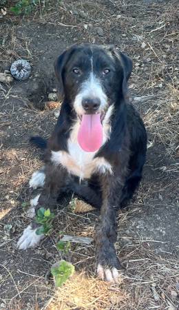 LOST DOG-REWARD (fremont / union city / newark)64031023113347120