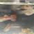 Guppies (or trade) 2 thumbnail