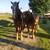 4 yr old sorrel Belgian Gelding rides & drives 2 thumbnail