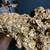 Vintage  Gold Nugget Replica 1273 gramy 9" X 6" 2 thumbnail