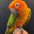 Red Factor Sun Conure 1 thumbnail