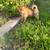 Pomsky puppies 4 thumbnail