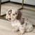 AdorablePupsDachshund 2 thumbnail