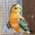 Red Rump Parakeet 1 thumbnail