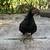 Black serama hen 3 thumbnail