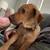 Lab / hound mix 2 thumbnail