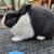 Dutch Bunny Rabbits (Pedigreed)-Blue 2 thumbnail