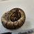 Red Stripe ball python 2 thumbnail