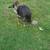 Turkeys 7 thumbnail