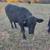 4 Black Angus Heifers 5 thumbnail