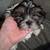 5 month old ShihTzu 3 thumbnail