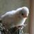 Polish chicks 5 thumbnail
