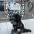 Quality Dog & House Sitter ($35/night) for dog parents who love peace 2 thumbnail