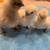 Silkie chicks 7 thumbnail